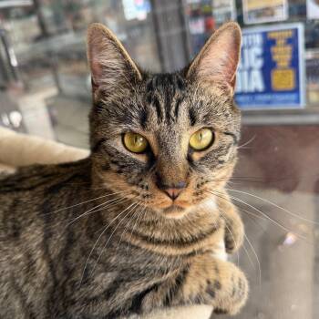 Tabby and Bengal Cats Available for Adoption in East Amherst, New York - Celeste | PetCurious