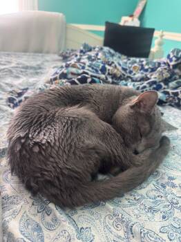 Indigo -  Russian Blue Cat for Adoption in Island Lake, Illinois - Indigo | PetCurious
