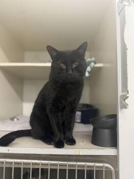Rescue Domestic Short Hair Cats for Adoption in North Adams, Massachusetts - Umo | PetCurious