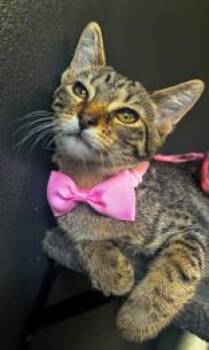 Rescue Domestic Short Hair Cats for Adoption in Winfield, Kansas - Taco | PetCurious