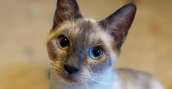 Rescue Siamese Cats for Adoption in Austin, Texas - Power Ranger | PetCurious