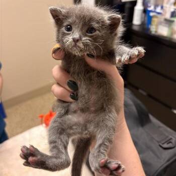 Domestic Short Hair Cats Available for Adoption in Tempe, Arizona - Wumbo | PetCurious