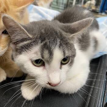 Reasons You Are Late For Work 1_2_3_4 -  Domestic Short Hair Cat for Adoption in Westminster, California - Reasons You Are Late For Work 1_2_3_4 | PetCurious