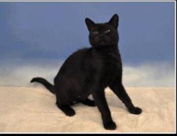 Gypsy -  Domestic Short Hair Cat for Adoption in Largo, Florida - Gypsy | PetCurious