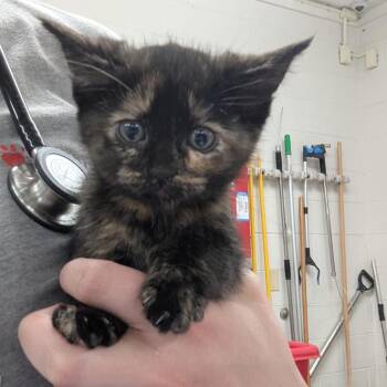 Domestic Short Hair Cats Available for Adoption in Indianapolis, Indiana - Angelina Ballerina | PetCurious