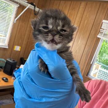 Pringles -  Domestic Short Hair Cat for Adoption in Columbiana, Alabama - Pringles | PetCurious