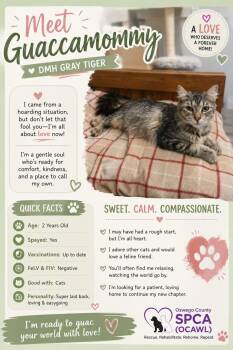 Guac-a-mommy -  Domestic Medium Hair Cat for Adoption in Fulton, New York - Guac-a-mommy | PetCurious
