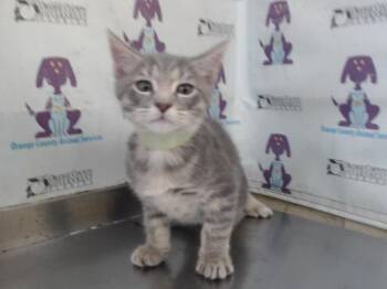 A598669 -  Domestic Short Hair Cat for Adoption in Orlando, Florida - A598669 | PetCurious