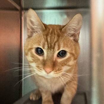 Rescue Domestic Short Hair Cats for Adoption in Oakville, Ontario - Owl | PetCurious