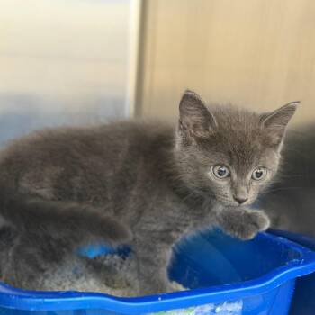 Fia -  Domestic Medium Hair Cat for Adoption in Auburn, Alabama - Fia | PetCurious