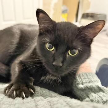 Noire -  Domestic Short Hair Cat for Adoption in Plainfield, Illinois - Noire | PetCurious