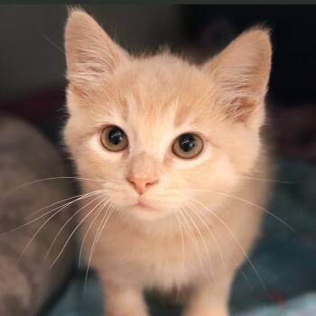 Landry Shamet -  Domestic Medium Hair Cat for Adoption in Port Washington, New York - Landry Shamet | PetCurious