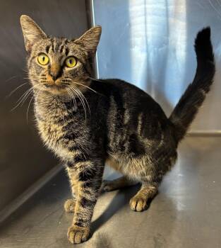 Rescue Domestic Medium Hair Cats for Adoption in Arlington, Virginia - Jake 