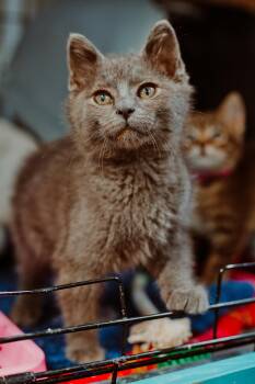 Gray Boy -  Domestic Medium Hair Cat for Adoption in Le Mars, Iowa - Gray Boy | PetCurious