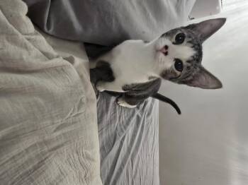 Rescue Tabby Cats for Adoption in Lawrenceville, Georgia - Wanda | PetCurious