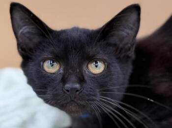 Presley -  Domestic Short Hair Cat for Adoption in Portland, Oregon - Presley | PetCurious