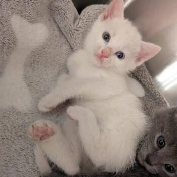 Domestic Short Hair Cats Available for Adoption in Smithville, Tennessee - Bee | PetCurious