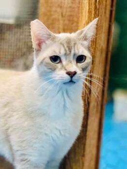 Rescue Siamese and Domestic Short Hair Cats for Adoption in River Ridge, Louisiana - Nola(Foster Needed) | PetCurious