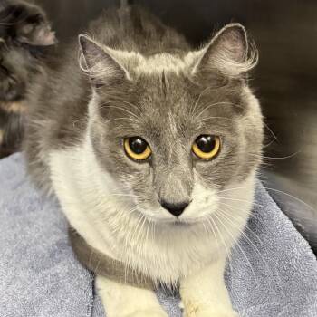 Xana -  Domestic Short Hair Cat for Adoption in Pittsford, Vermont - Xana | PetCurious