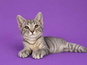 Katmandu -  Domestic Short Hair Cat for Adoption in Detroit, Michigan - Katmandu | PetCurious