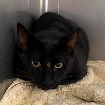 Theodore -  Domestic Short Hair Cat for Adoption in Hawthorne, California - Theodore | PetCurious