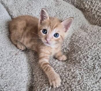 Domestic Short Hair Cats Available for Adoption in Rosenberg, Texas - Vega | PetCurious