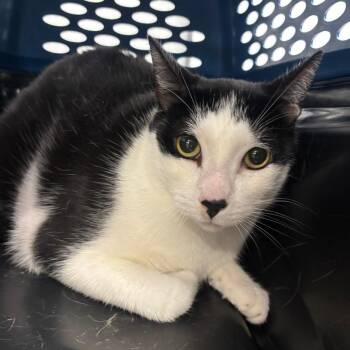 Domestic Short Hair Cats Available for Adoption - Gonzo | PetCurious