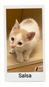 Salsa -  Domestic Short Hair Cat for Adoption in Caistor Centre, Ontario - Salsa | PetCurious