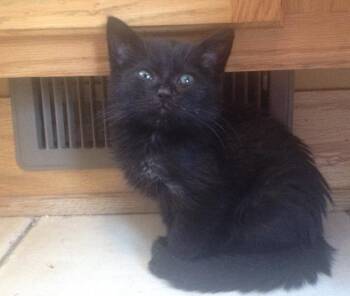 Domestic Short Hair Cats Available for Adoption - Token | PetCurious