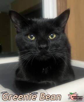 Domestic Short Hair Cats Available for Adoption - Greenie Bean | PetCurious