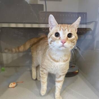 Domestic Short Hair Cats Available for Adoption in Rexburg, Idaho - Amaretto | PetCurious