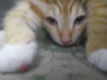 A387829 -  Domestic Short Hair Cat for Adoption in Ocala, Florida - A387829 | PetCurious