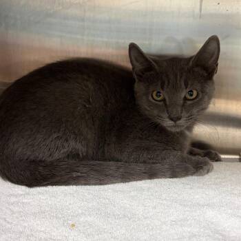 Leonard -  Domestic Short Hair Cat for Adoption in Philadelphia, Pennsylvania - Leonard | PetCurious