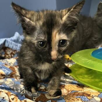 Domestic Short Hair Cats Available for Adoption in Cheyenne, Wyoming - Mercury | PetCurious