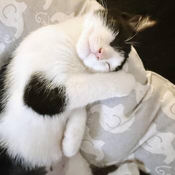 Rescue Tuxedo Cats for Adoption in Philadelphia, Pennsylvania - Catwoman | PetCurious