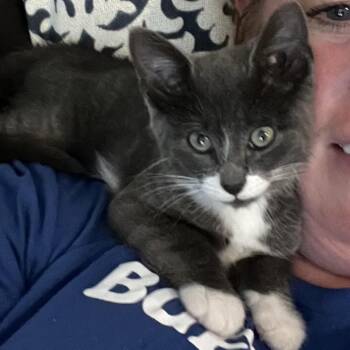 Hershey -  Domestic Short Hair Cat for Adoption in Potomac, Maryland - Hershey | PetCurious