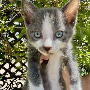 Tobias -  Domestic Short Hair Cat for Adoption in Durango, Colorado - Tobias | PetCurious