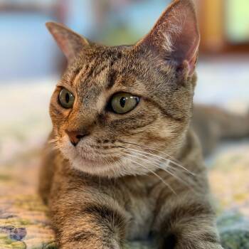 Rescue Abyssinian and Domestic Short Hair Cats for Adoption in Boerne, Texas - Uptown Girl | PetCurious