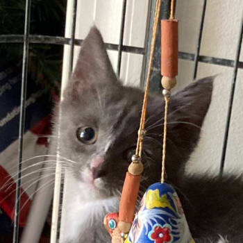 Rescue Domestic Short Hair Cats for Adoption in Merrifield, Virginia - Luna SPCA Pitt | PetCurious