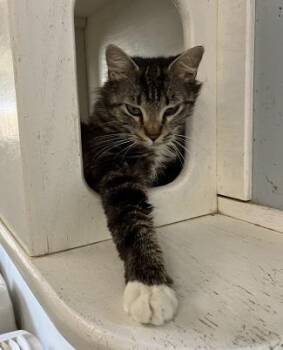 Maine Coon Cats Available for Adoption in Parlier, California - Mom Cat 27862 (Big Mama) | PetCurious