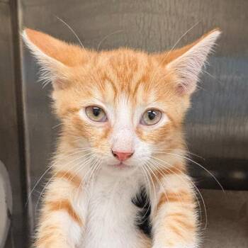 Grumpy -  Domestic Short Hair Cat for Adoption in Winston-salem, North Carolina - Grumpy | PetCurious