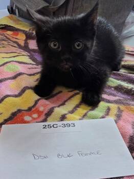 Rescue Domestic Short Hair Cats for Adoption in Willmar, Minnesota - Madison | PetCurious