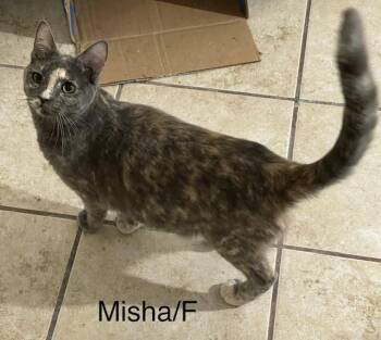 Rescue Domestic Short Hair Cats for Adoption in Ronan, Montana - Misha | PetCurious