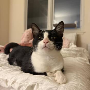 Delilah -  Tuxedo Cat for Adoption in Columbia, South Carolina - Delilah | PetCurious