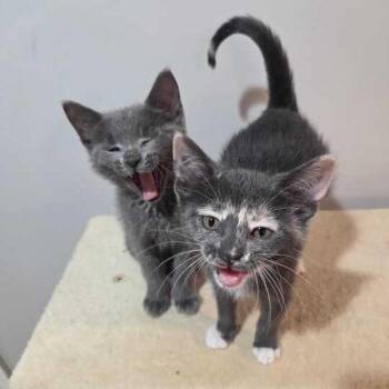 Kimchi -  Domestic Short Hair Cat Available for Adoption in Skokie, Illinois - Kimchi | PetCurious
