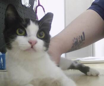 Sara -  Domestic Short Hair Cat Available for Adoption in Dayton, Minnesota - Sara | PetCurious