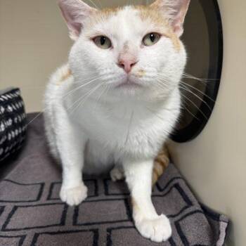Beckham -  Domestic Short Hair Cat for Adoption in Toms River, New Jersey - Beckham | PetCurious