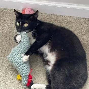 Captain Bonnie -  Domestic Short Hair Cat for Adoption in Atlanta, Georgia - Captain Bonnie | PetCurious