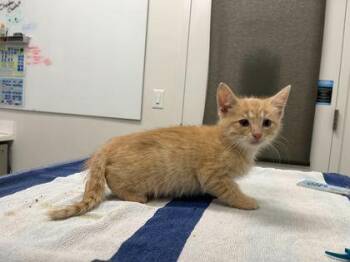 Yellow Robe Smith -  Domestic Short Hair Cat for Adoption in Kansas City, Missouri - Yellow Robe Smith | PetCurious