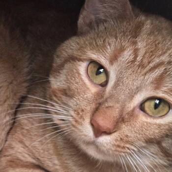 Rescue Domestic Short Hair Cats for Adoption in Chilton, Wisconsin - Xia | PetCurious
